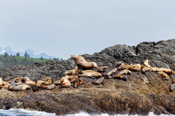 Stellar sea lions on rock