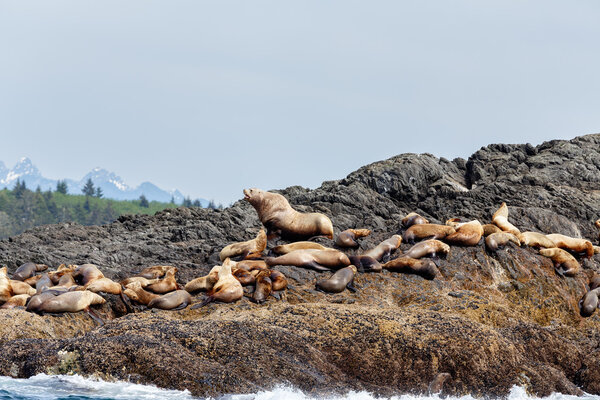 Stellar sea lions on rock 