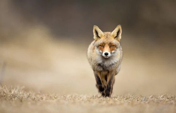 Красная лиса в дюнах — стоковое фото