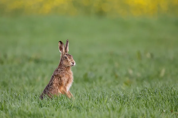 Liebre parda europea (Lepus europaeus) —  Fotos de Stock