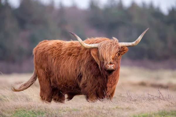 Highland Cow on nature — Stock Photo, Image