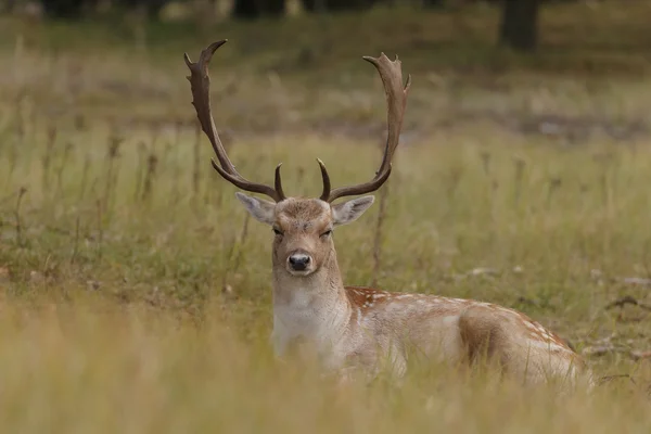 Male fallow deer — Stock Photo, Image