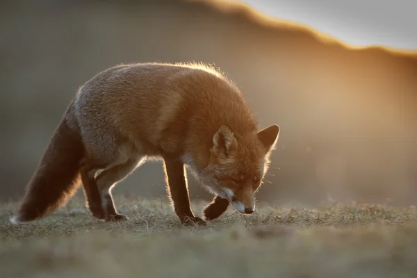 Rotfuchs in der Natur — Stockfoto