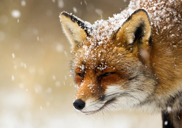 Renard roux en hiver — Photo