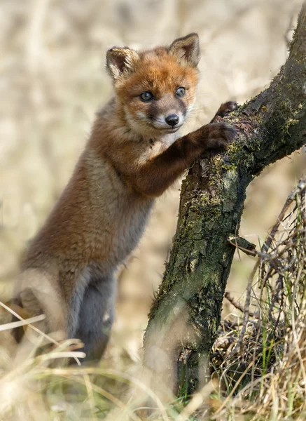 Petit renard roux dans la nature — Photo