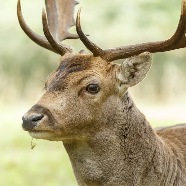 Jachère pendant la saison de rut — Photo