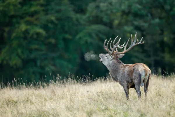 Cerf rouge pendant la saison des amours — Photo