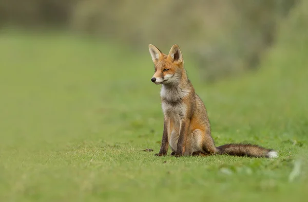 Zorro rojo en la naturaleza —  Fotos de Stock