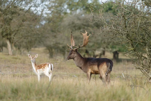 Κατά τη διάρκεια της rutting εποχής Δάμα/Πλατώνι — Φωτογραφία Αρχείου