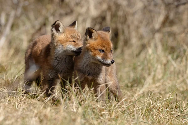 Red fox welpen spelen — Stockfoto