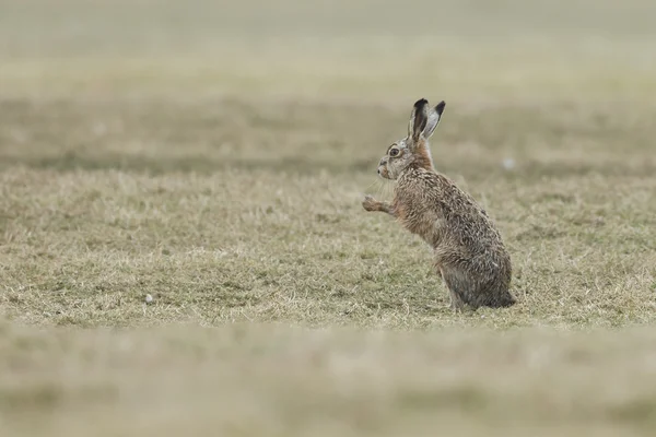 Wild Hare sedang bergerak — Stok Foto