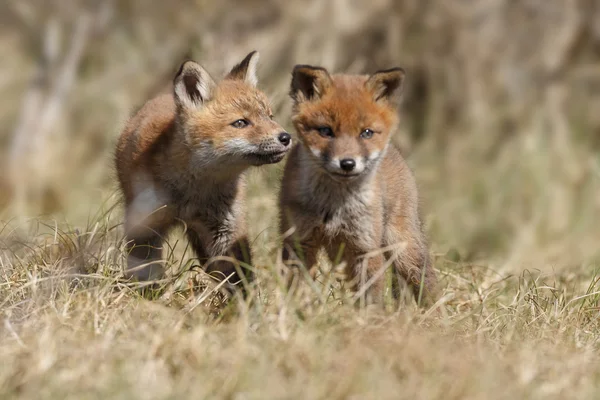 Red fox cubs playing — Φωτογραφία Αρχείου