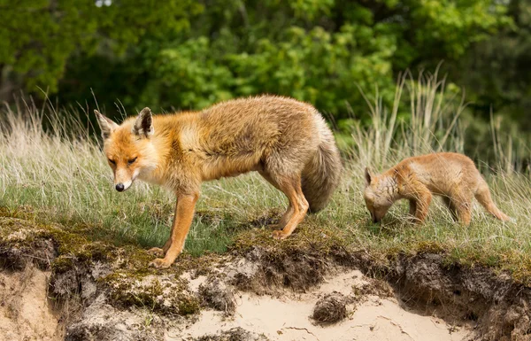 Red fox mother and cub — Stock Photo, Image