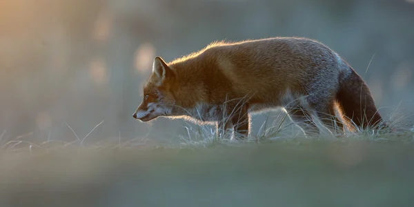 Red fox in nature — Stock Photo, Image