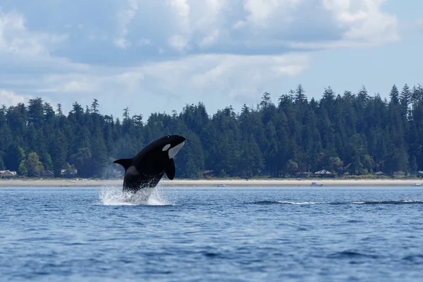Baleia-orca saltitante — Fotografia de Stock