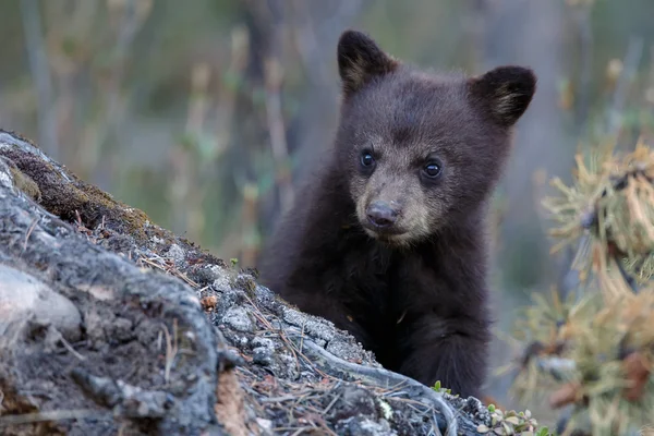 블랙 곰 새끼 — 스톡 사진