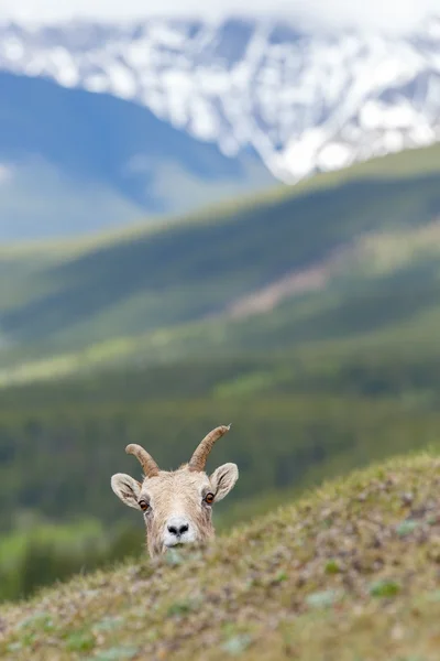 Бигхорн овец на вершине гор — стоковое фото