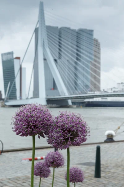 ロッテルダムのエラスムス橋します。 — ストック写真