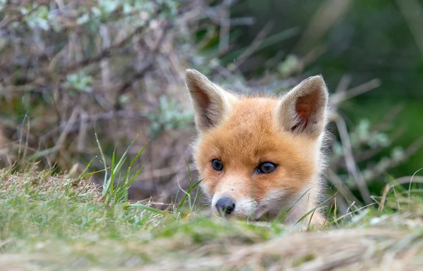 Junger Rotfuchs — Stockfoto