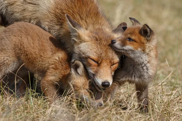 Red fox matka i młode — Zdjęcie stockowe