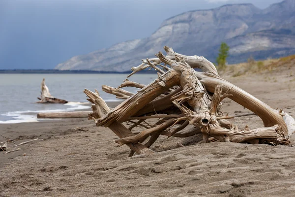 Drift Wood al lago Jasper — Foto Stock