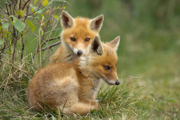 Two little red fox cub