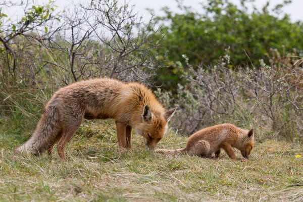 Red fox mother and cub