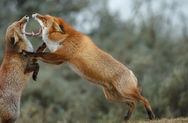 Raposa vermelha luta juvenil — Fotografia de Stock