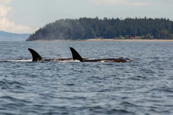 Стрибки orca китів — стокове фото
