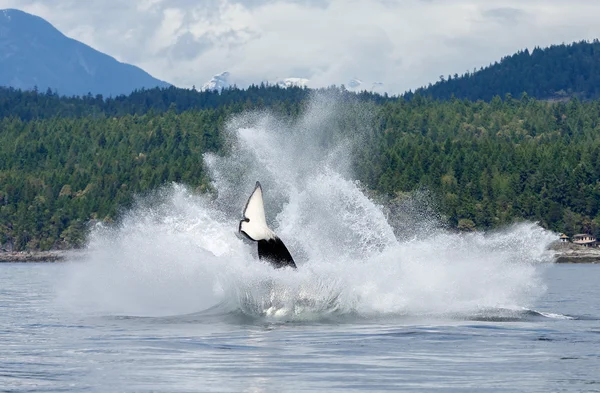 Skoki orca whale — Zdjęcie stockowe