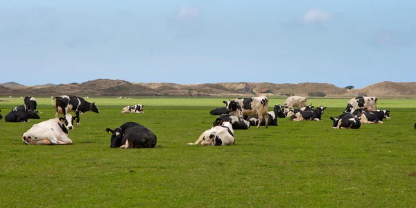 Dutch cows in a meadow — Stock Photo, Image