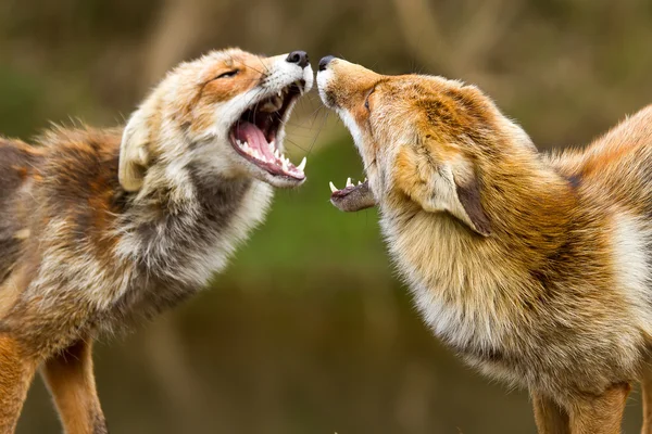 Rode vossen vechten — Stockfoto