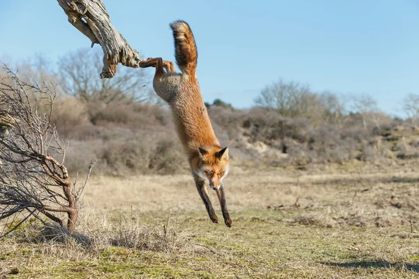 Red fox di pohon mati — Stok Foto