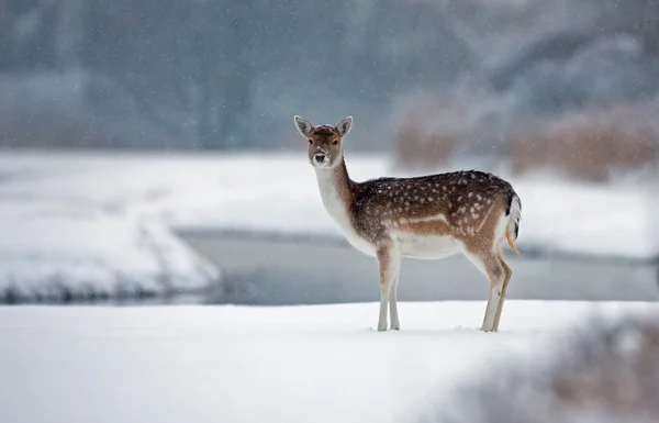 Fallow deer  in a winter landscape. — Stock Photo, Image