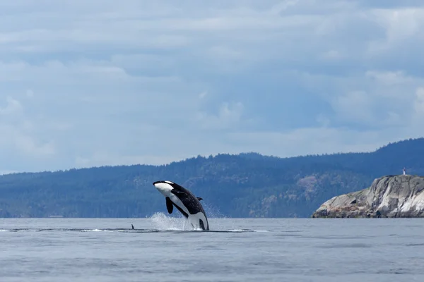 Skoki orca whale — Zdjęcie stockowe