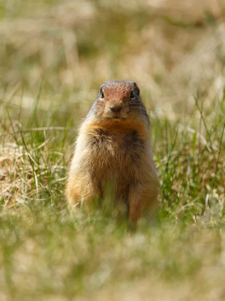 Columbian Ground Squirrel — Fotografie, imagine de stoc