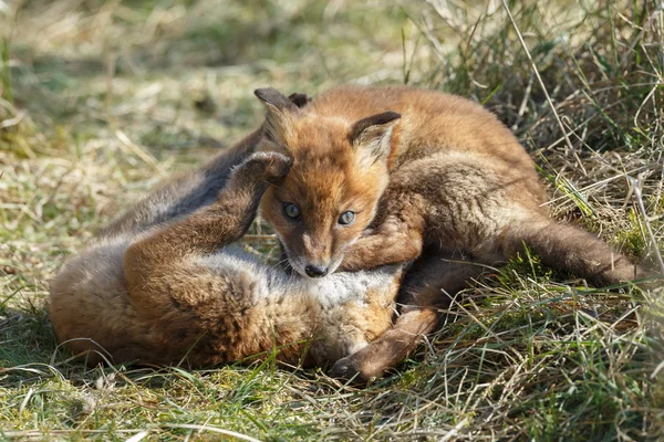 Red fox cubs playing — Φωτογραφία Αρχείου