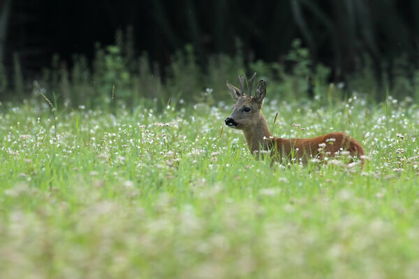 Roe deer in a field 