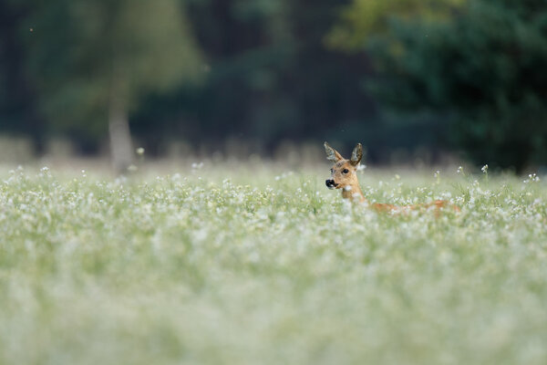 Roe deer in a field 