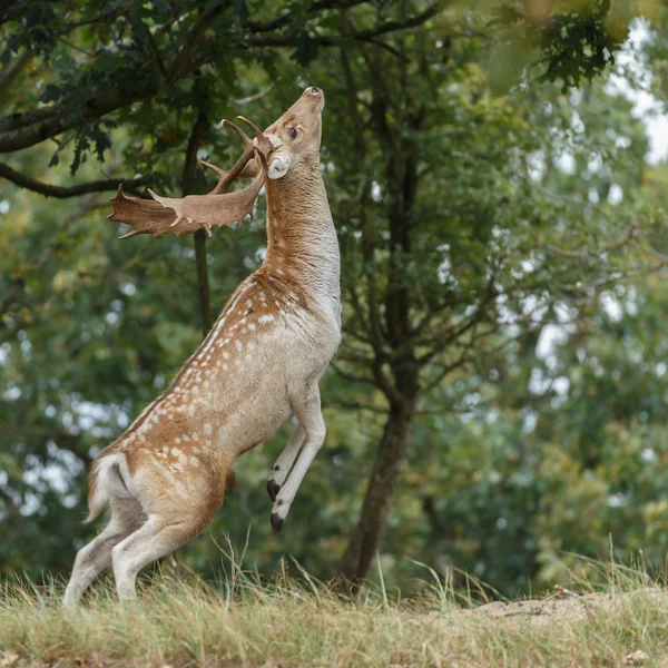 Rutting 시즌 동안 경작 사슴 — 스톡 사진