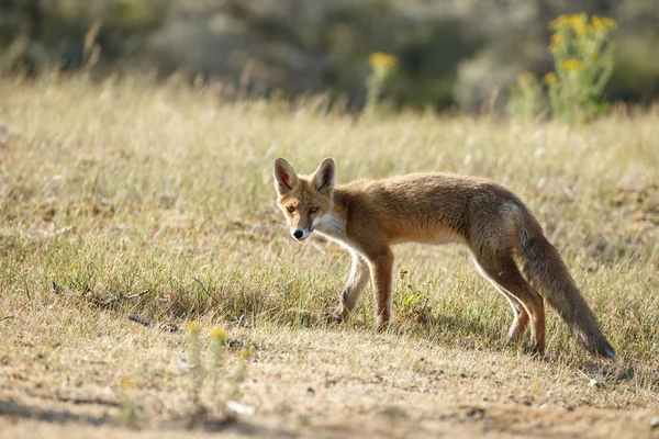 Червона лисиця в природі — стокове фото