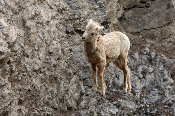 崖の上のビッグホーン羊 — ストック写真