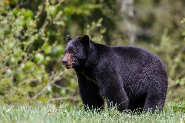 Oso negro en la naturaleza —  Fotos de Stock