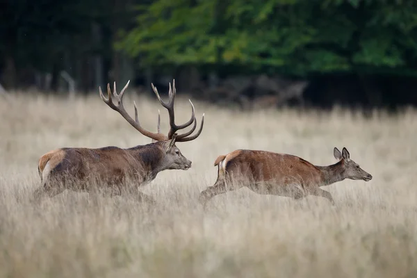 Cerf rouge mâle chasse une femelle — Photo