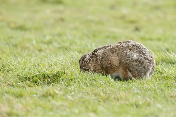 Hare in late sunlight — Stock fotografie