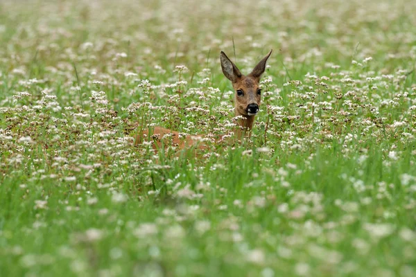 Reeën in een veld — Stockfoto