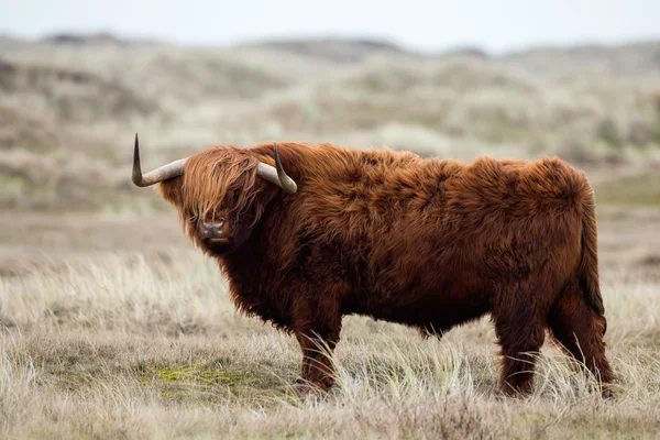 Vaca das Terras Altas na natureza — Fotografia de Stock