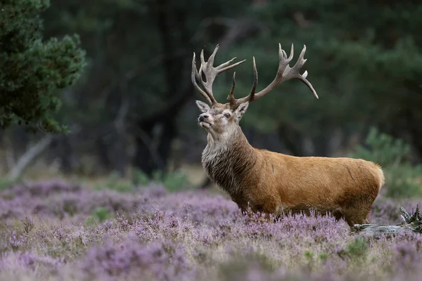 赤い鹿の動物 — ストック写真