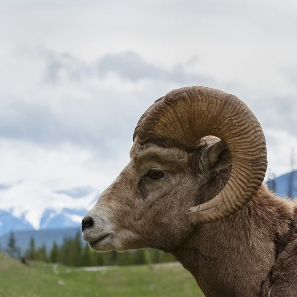 Bighorn ovelhas no topo das montanhas — Fotografia de Stock