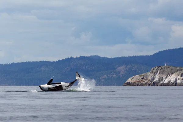 Ballena orca saltarina —  Fotos de Stock